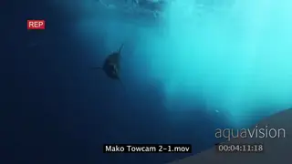 Mako Shark swimming underwater in ocean following camera then turning away MWS TRAVELING.