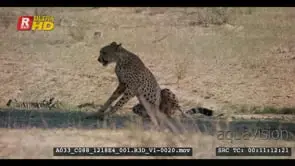 Cheetah laying under tree shade stand up and lay down again