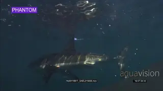 Great White Shark Super-slow motion, UW CU PROFILE