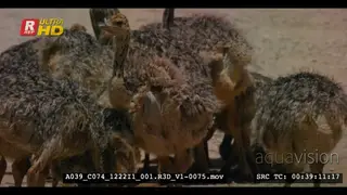 Ostrich chicks drinking water and eating sand out of a dugout the mom made for them