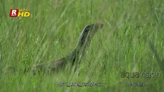 Nile monitor standing, looking upright, foraging for food and checking territory.