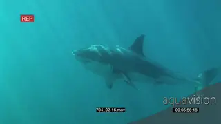 Large Great White Shark swimming underwater in ocean passing camera PROFILE