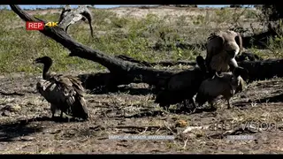 White-backed Vultures Mating one male fighting to for a chance to mate, general behaviour.