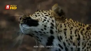 Leopard standing, walking and scratching itself.