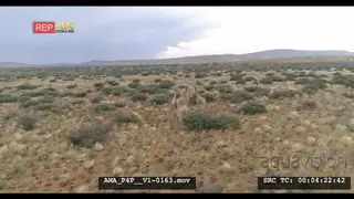 Aerial Drone over bushveld Giraffe herd general behaviour