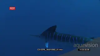 Marlin sailfish swim past in deep blue ocean UW