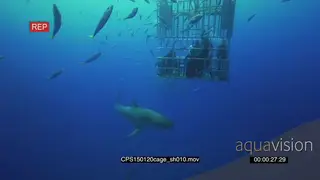 Divers underwater in ocean in a shark cage and a Great White Shark swimming near them WS.