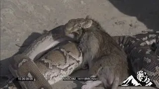 Dwarf Python dragging and killing a Mouse HA CU PAN
