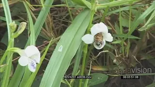 Ant crawling on thick grass and an African honeybee foraging for pollen in flowers LS