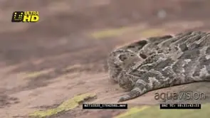 Puff Adder snake basking on a rocky outcrop CU