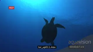Hawksbill Sea Turtle swimming towards surface VERT UW