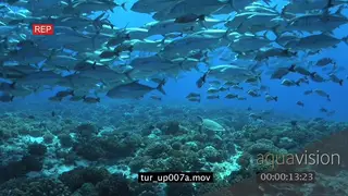 Hawksbill Turtle swimming with schools of Giant Kingfish and Black Triggerfishes WS TU.