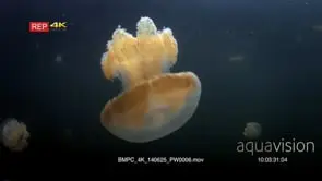 Close up of an undulating Golden Jellyfish,Mastigias papua etpisoni in Jellyfish lake on.