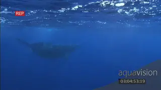 Humpback whale calf swimming down two adults watching over the young swimming UW