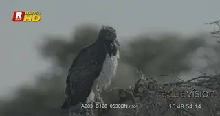 Martial eagle perched on a tree branch, looking around and hunting from a high angle.