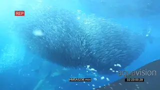 Divers filming Cape Gannet with school of Blacktip Sharks swimming underwater in ocean.