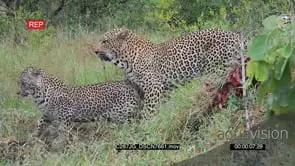 Male and Female Leopard walking in Mating Behavior WS
