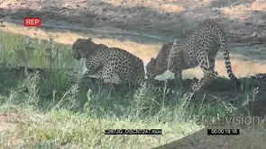 A Coalition of Cheetahs Drinking water on the Waterhole GENERAL BEHAVIOR