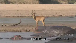 Sequence of Puku standing on island in Luangwa river looking around and walking and Hippo.