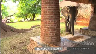 African elephant entering investigating camera walking through Mfuwe lodge reception area