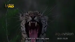 Leopard walk and lay down, CU of leopard's looking into camera yawning.