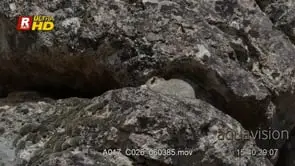 Pika on a rock moving around and looking towards camera. MWS.
