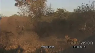 African Wild Dog pack stalk hunting surrounding African Elephant herd with calfs trying.