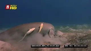 Close up shot of a dugong eating, then it swims off to the surface where snorkelers watch.