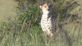 Cheetah in the Ngorongoro crater looking around, AmCam