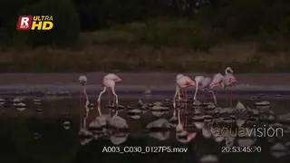 Flock of Greater Flamingo walking inside water.