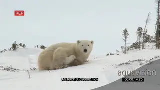 Polar bear mother resting cuddling with cubs scouting around Protective behaviour