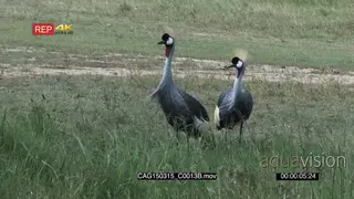 Grey Crowed Cranes standing on bushveld eating and looking around MWS HAND