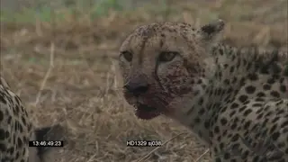 Cheetahs feeding on Warthog carcass; MS