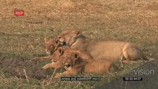 Lioness resting with a pride of lion cubs MWS