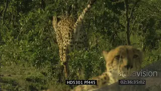 Cheetah walks, marks territory, lays down near cheetah in foreground FF