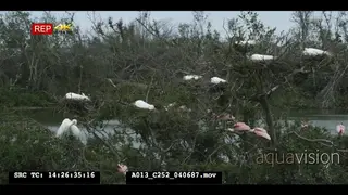 Alligators basking at birds at rookery - wide shot