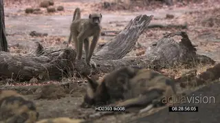African Wild dog pack with pups social behaviour under tree shade with Chacma baboons.