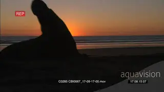 POV of and Elephant Seal being attacked by another at sunset MLS CU