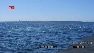 A flock of cape gannets floating, diving in and fishing XWS GOOD LIGHT