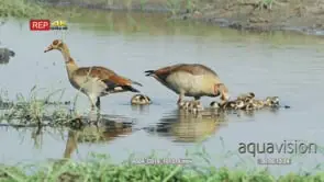 Egyptian goose family feeding in water