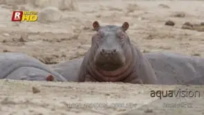 Two adult Hippo laying, resting and a young bit sleepy while looking towards the camera.