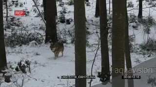 Gray Wolf walking and looking around in snowy forest HA LWS PAN