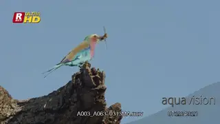 Lilac-breasted roller on a perch, holding its prey with its beak and flying off.