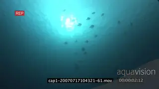Silhouette school of Longfin Batfish swimming underwater in ocean LA WS HAND
