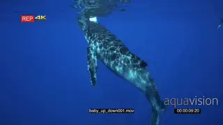 Humpback whale baby surface and take breath before diving down into deep blue UW