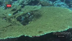 Cleaner wrasse swimming around trying to clean fish hiding under reef plant