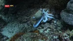 Dramatic close up shot of a day Octopus, Octopus cyanea gliding over the reef and then it.