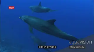 A school of bottlenose dolphins swimming around UW GENERAL BEHAVIOR