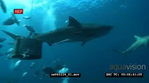 Tiger Shark with Remora Fish swimming underwater in ocean passing by a diver and a school.