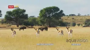 Impala herd walking towards wildebeest herd grazing shot from behind